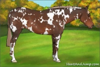 Horse Color:White Spotted Liver Chestnut