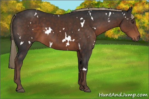 Horse Color: White Spotted Liver Chestnut 