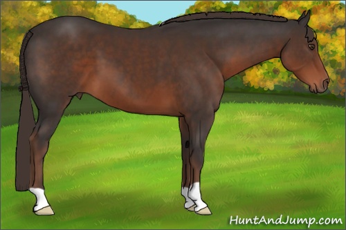 Horse Color: Liver Chestnut 