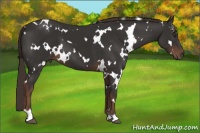 Horse Color:White Spotted Liver Chestnut 