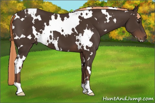 Horse Color: White Spotted Liver Chestnut 
