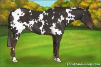 Horse Color:White Spotted Liver Chestnut