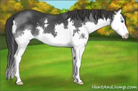 Horse Color:Black Splash