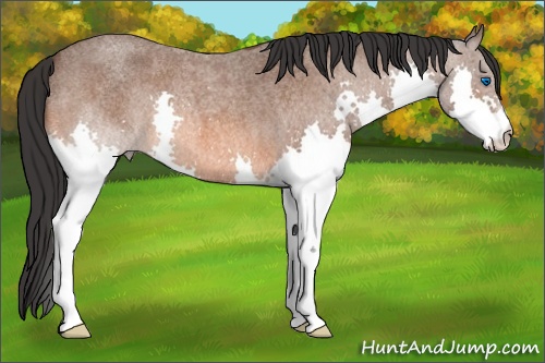 Horse Color: Bay Roan Splash 