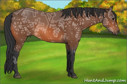Horse Color: Bay Ice 