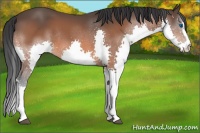 Horse Color:Brown Splash Rabicano 