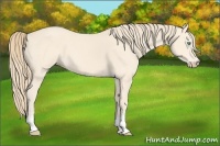 Horse Color:Perlino 
