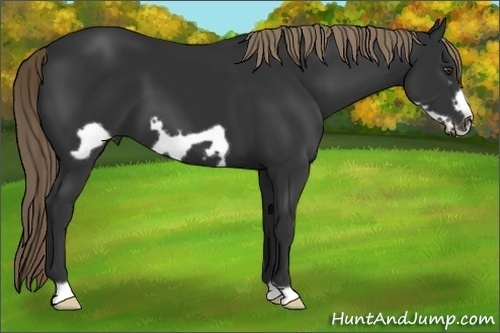 Horse Color: Unknown 