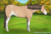 Horse Color:Amber Champagne Sabino 