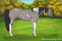 Horse Color:Grullo Roan Tobiano