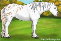 Horse Color:Red Roan Appaloosa 