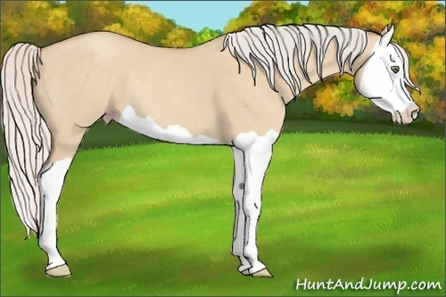 Horse Color: Silver Classic Champagne Dun Splash 