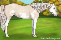 Horse Color:Silver Classic Champagne Roan Dun Splash Frame 