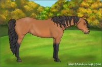 Horse Color:Bay Sabino 