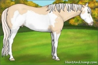 Horse Color:Silver Amber Champagne Dun Splash Frame