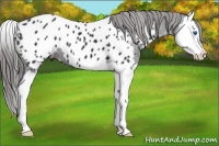 Horse Color:Black Splash Near Leopard 