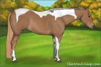 Horse Color:Chestnut Tobiano Rabicano