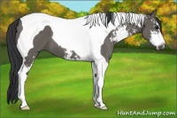 Horse Color:Grullo Sabino Tobiano 