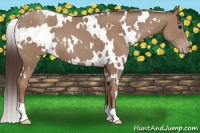 Horse Color:White Spotted Classic Champagne 