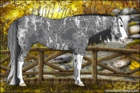 Horse Color:Black Ice Splash 