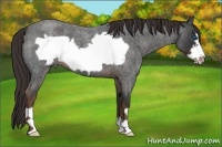 Horse Color:Liver Red Roan Frame
