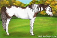 Horse Color:Liver Chestnut Splash Frame