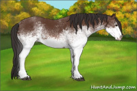 Horse Color:White Spotted Bay 