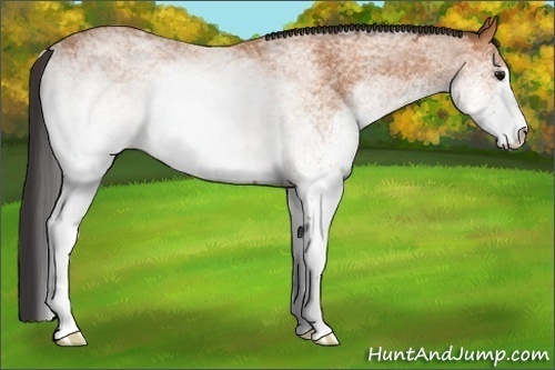 Horse Color: White Spotted Bay 