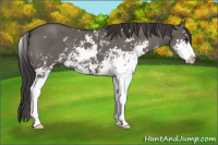 Horse Color:Smoky Grullo Sabino 