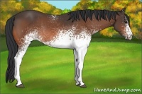 Horse Color:White Spotted Bay Rabicano 