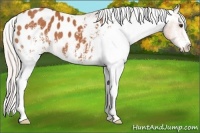 Horse Color:White Spotted Silver Bay Appaloosa 
