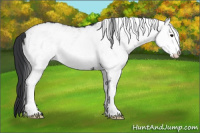 Horse Color:White Spotted Brown 
