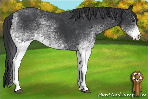 Horse Color: White Spotted Black 