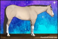 Horse Color:Amber Champagne Dun 