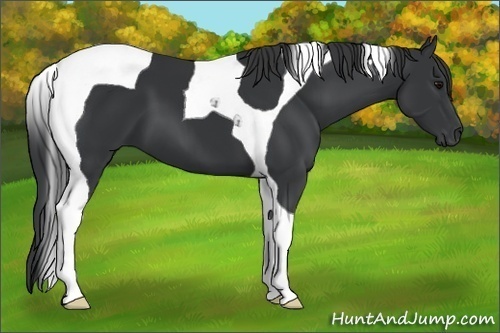 Horse Color: Black Tobiano 
