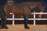 Horse Color:Brown 