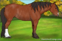 Horse Color:Bay Rabicano 