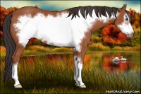 Horse Color:Bay Frame 