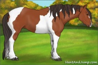 Horse Color:Bay Tobiano 