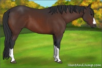 Horse Color:Brown 