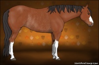 Horse Color:Bay Rabicano 