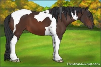 Horse Color:Brown Tobiano 