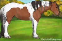 Horse Color:Bay Tobiano 