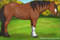 Horse Color:Bay Rabicano 