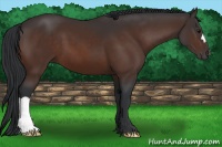 Horse Color:Bay 
