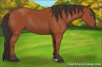 Horse Color:Brown Rabicano 