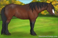 Horse Color:Brown Rabicano 