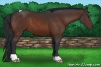 Horse Color:Brown Tobiano 