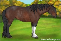 Horse Color:Bay Rabicano 