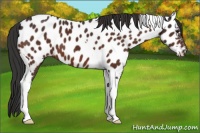 Horse Color:Brown Tobiano Near Leopard 